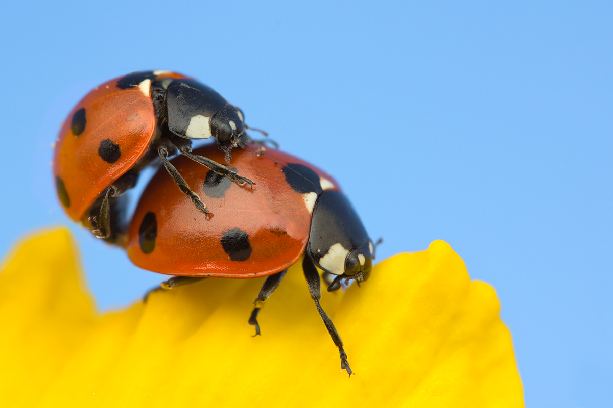 Mating Ladybirds 1